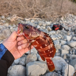 アカハタ