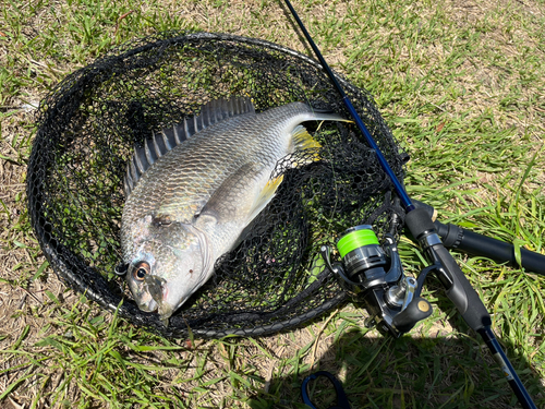 キビレの釣果