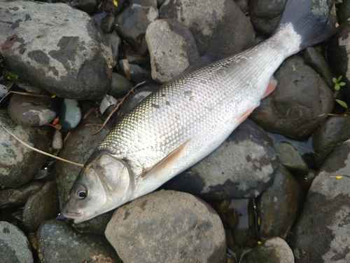 ウグイの釣果