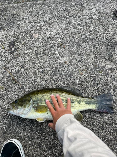 ブラックバスの釣果