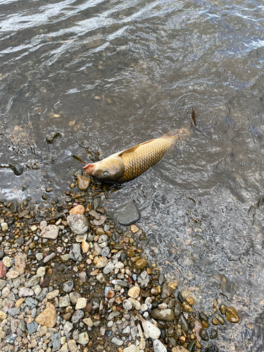 コイの釣果