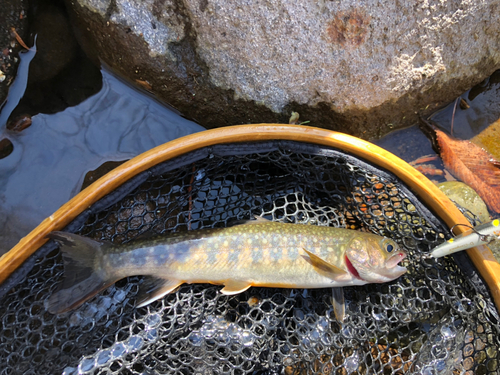 イワナの釣果