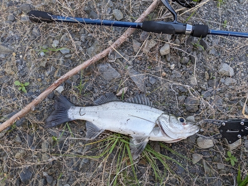 セイゴ（ヒラスズキ）の釣果