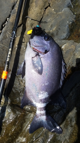 イシダイの釣果