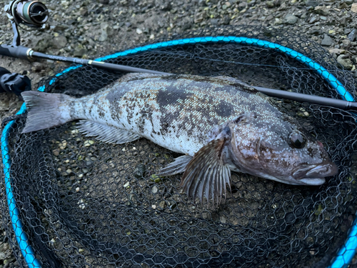 アイナメの釣果