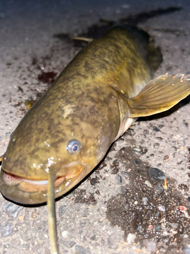 ナマズの釣果