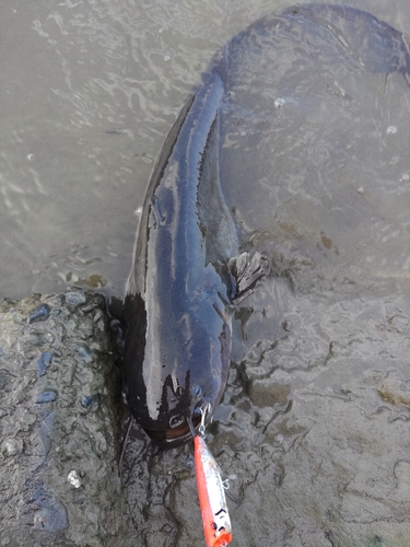 ナマズの釣果