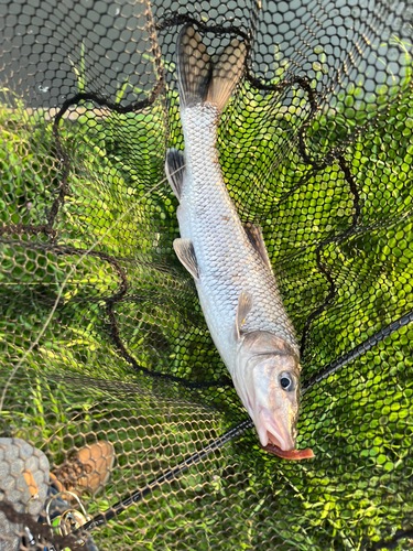 ニゴイの釣果