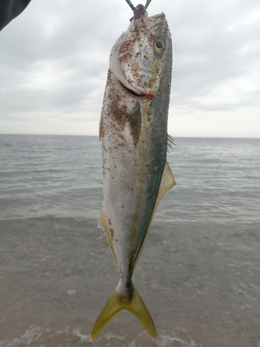 ツバイソの釣果