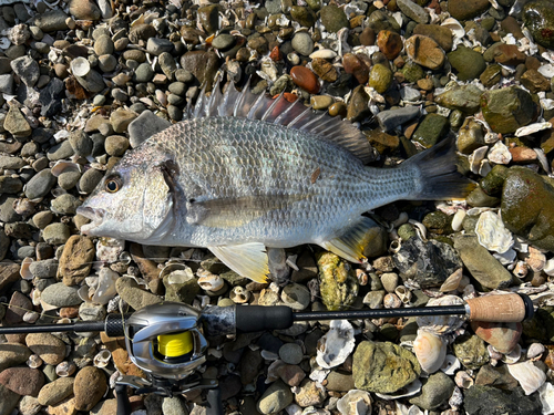 キビレの釣果