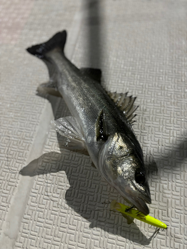 シーバスの釣果