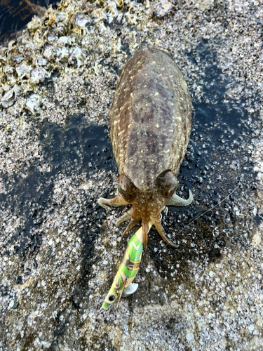 コウイカの釣果