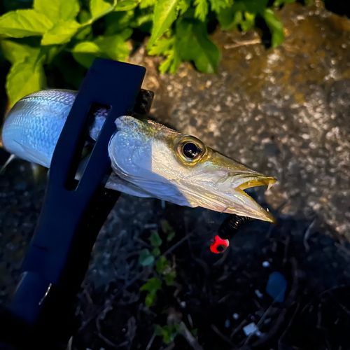 カマスの釣果