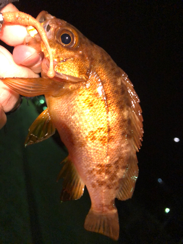 メバルの釣果