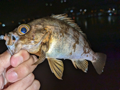 メバルの釣果