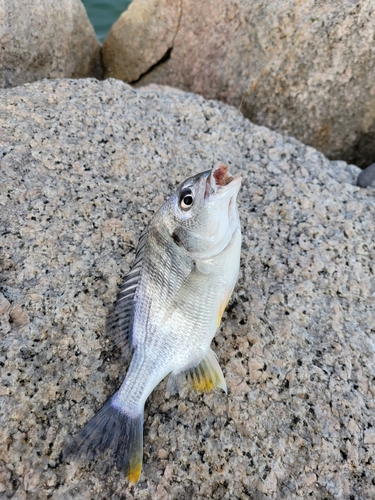 キチヌの釣果