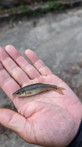 アブラハヤの釣果