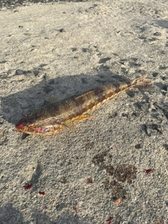 ホシノエソの釣果