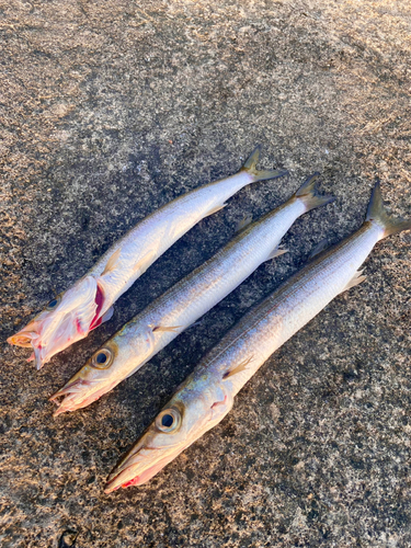 鹿児島湾南部