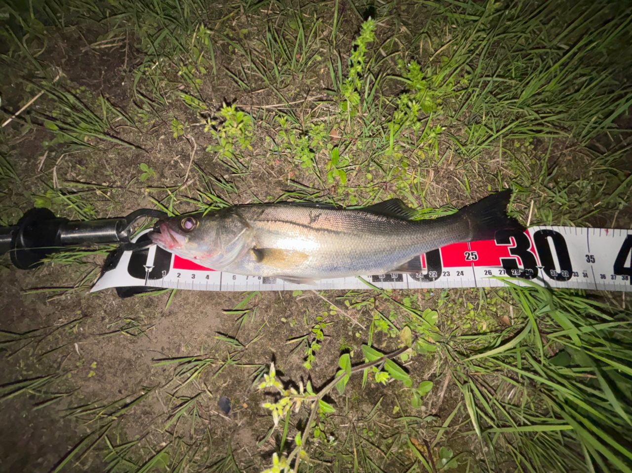 潮見さざなみ公園で釣れたシーバスの釣り・釣果情報 - アングラーズ