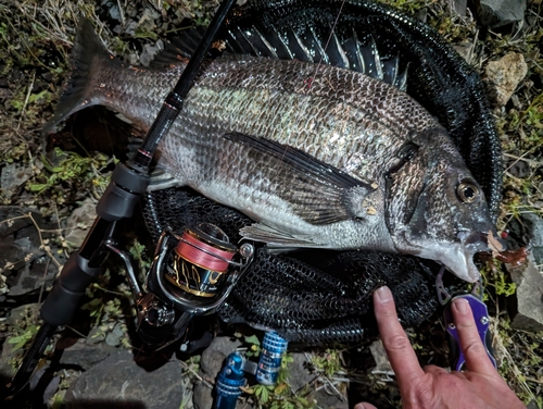 クロダイの釣果