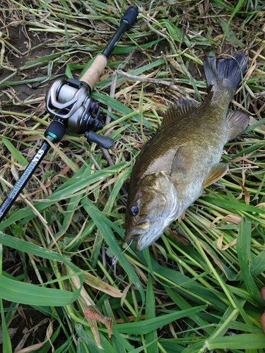 スモールマウスバスの釣果