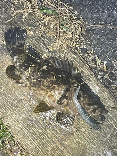 タケノコメバルの釣果