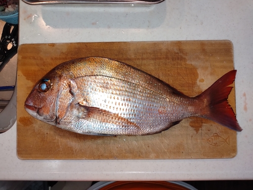 マダイの釣果