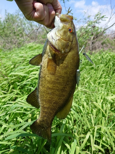 スモールマウスバスの釣果