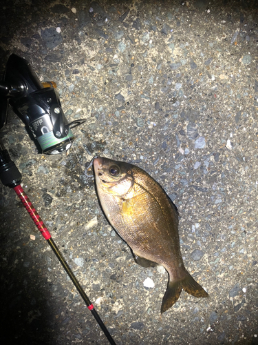 タナゴの釣果