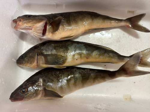 ホッケの釣果