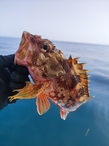 アラカブの釣果