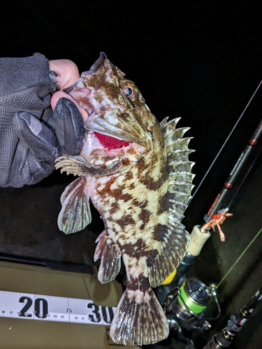 カサゴの釣果