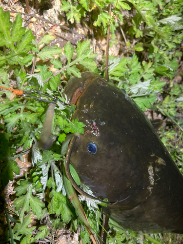 ナマズの釣果