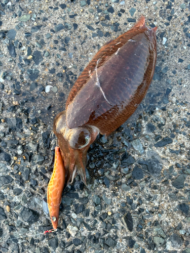 コウイカの釣果