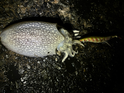 コウイカの釣果