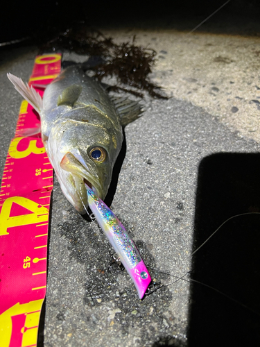 シーバスの釣果