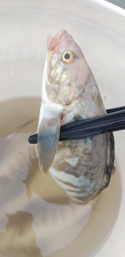 ホッケの釣果