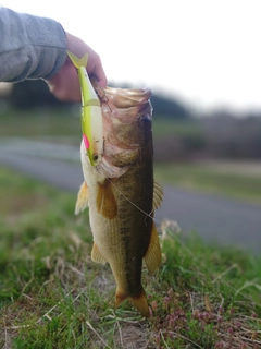 ラージマウスバスの釣果