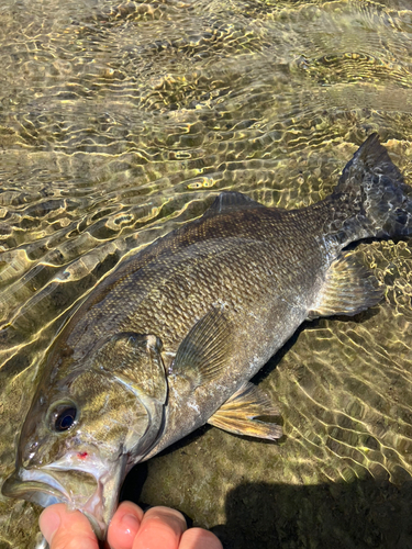 スモールマウスバスの釣果