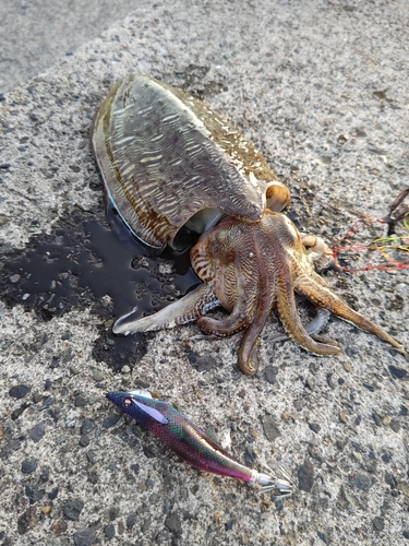 モンゴウイカの釣果