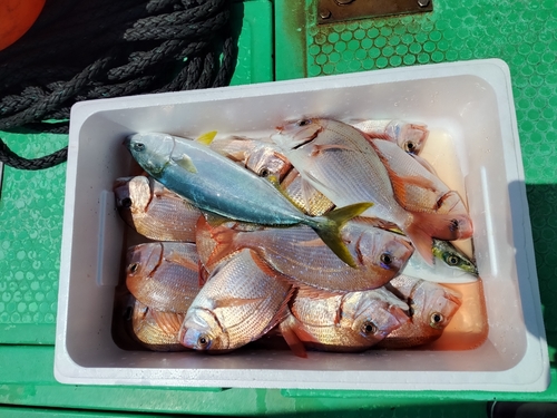 ハナダイの釣果