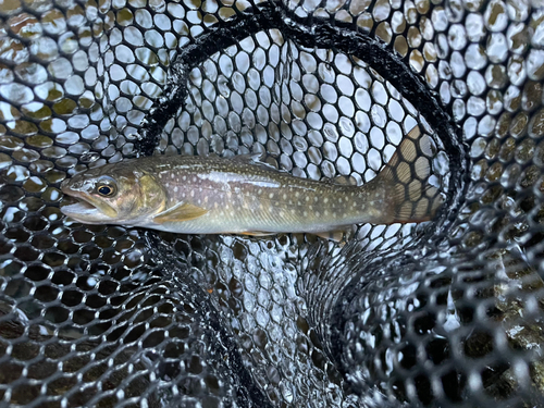 イワナの釣果