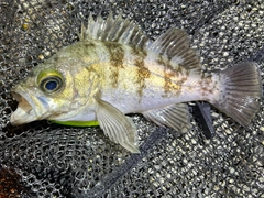 シロメバルの釣果