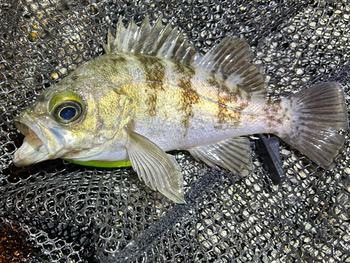 シロメバルの釣果