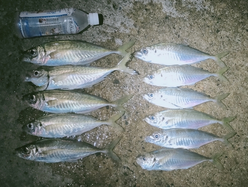 アジの釣果