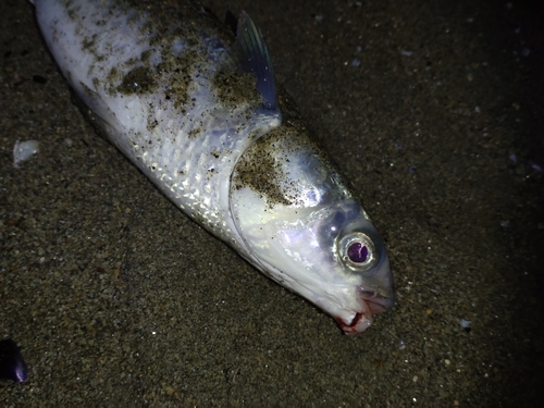 ボラの釣果