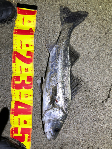 フッコ（マルスズキ）の釣果