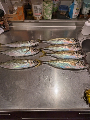 アジの釣果