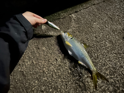 コノシロの釣果